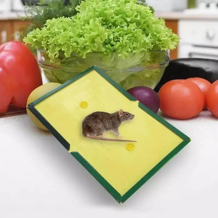 123 Mouse Glue Trap Book