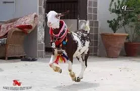 Bakra Decoration White Large