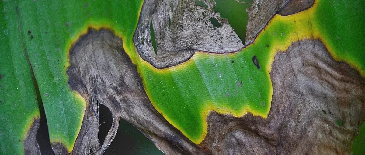 Burn Leaf
